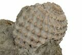 Cretaceous Gastropod (Sargana) Fossil - Tennessee #189137-1